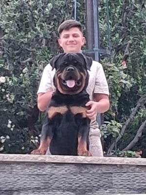 Étalon Rottweiler - CH. Aiko (dit danté) Des Diamants Noirs Del Matador