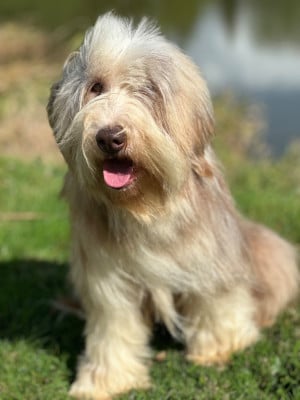 Étalon Bearded Collie - Dream From Highland's Visenya