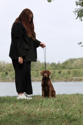 Étalon Labrador Retriever - Ava Du Chocolat Surprise