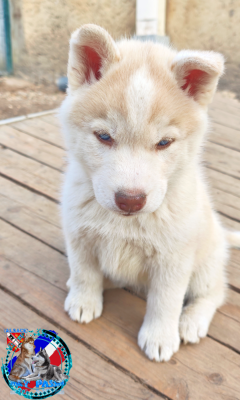 Étalon Siberian Husky - Biscotte of Bright Star Syrius