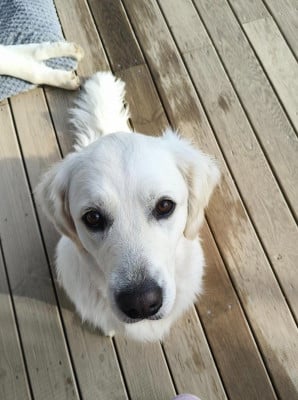 Étalon Golden Retriever - Vicky Des Puppys Goldens Love