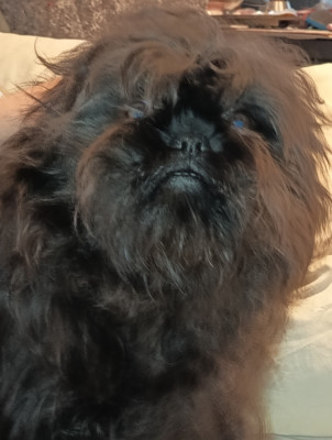 Étalon Affenpinscher - Sweet Folie's Ironic Monkeys Ades