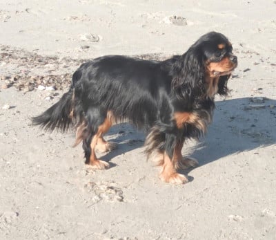 Étalon Cavalier King Charles Spaniel - ubelle Des legendes de zazelle