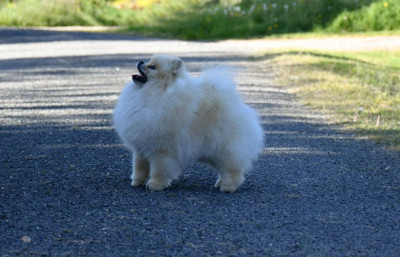 Étalon Spitz allemand - Am stram gram du chemin de la belle etoile
