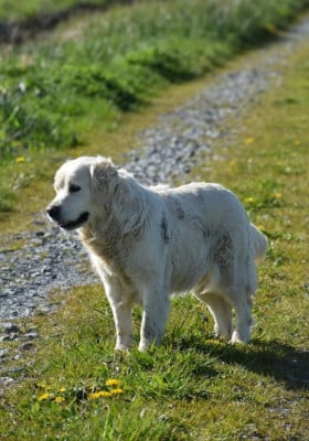 Étalon Golden Retriever - Sia Des Terres De Flore