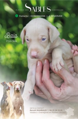 Étalon Dobermann - Baia Des Sables