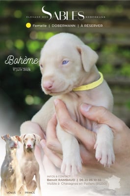 Étalon Dobermann - Bertille Des Sables