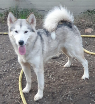 Étalon Alaskan Malamute - Sheila of the Nordic Dream