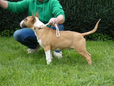 Étalon Bull Terrier - I' m red vampire's curse (Pinto) The northern proudbulls