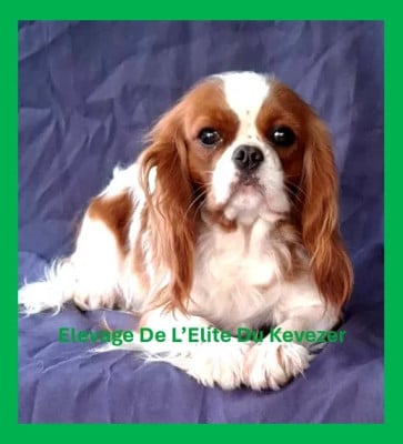 Thea de l elite du kevezer De L'Elite Du Kevezer