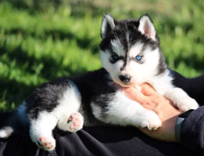 Étalon Siberian Husky - Blue Berry Of Masadora