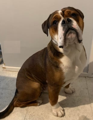 Étalon Bulldog continental - Vasko des Terres de Groie