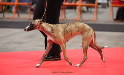 Étalon Whippet - Vaïana De La Fontaine Mary-Rose