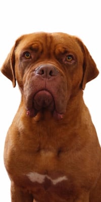Étalon Dogue de Bordeaux - Ulka De La Riviere De Sunny