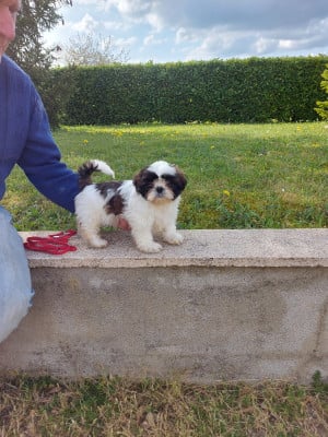 Étalon Shih Tzu - AVA GARDNER De Pepsie Pep's