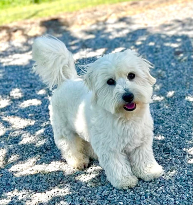Étalon Coton de Tulear - vivaldi des terres de bourguenaille