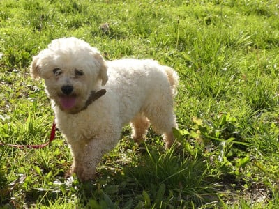 Étalon Bichon Frise - Ullot du Domaine des Ecorces