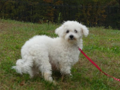 Étalon Bichon Frise - Umma du Domaine des Ecorces