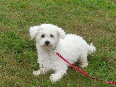 Étalon Bichon Frise - Umea du Domaine des Ecorces