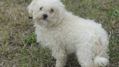 Étalon Bichon Frise - Urpy de l'arbourin