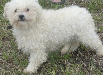 Étalon Bichon Frise - VITA du Domaine des Ecorces