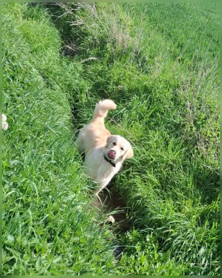 Étalon Golden Retriever - Apollon Du domaine des clayeux