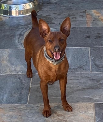 Étalon Pinscher nain - Venum Du domaine heladog
