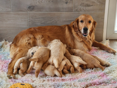 Étalon Golden Retriever - Snatch de la Rivière du Bens De La Rivière Du Bens