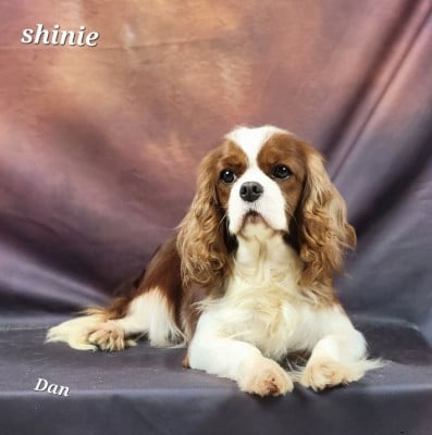 Étalon Cavalier King Charles Spaniel - Shinie De la geode