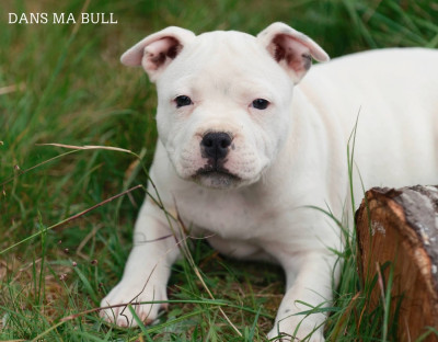Étalon Staffordshire Bull Terrier - Beauté Dans Ma Bull