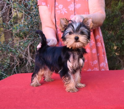 Étalon Yorkshire Terrier - Benshamah Arcadia's Soul