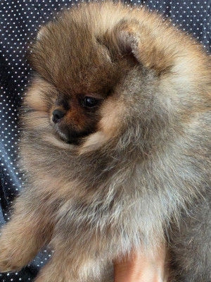 Étalon Spitz allemand - Bikini Des Poms Poms Girls