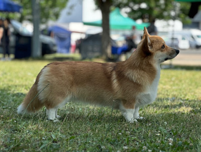 Étalon Welsh Corgi Pembroke - Viviane dame du Lac De la caverne des anges