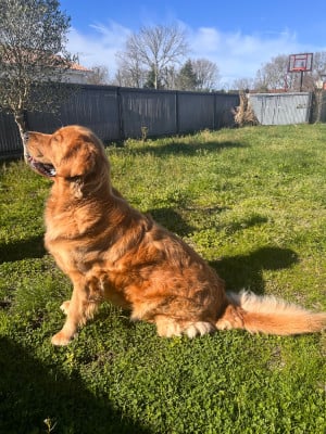 Étalon Golden Retriever - Ulka de la colline du c ur de feu Des Grands Lacs