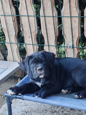 Étalon Cane Corso - Boston Des Gardiens De Lennantony