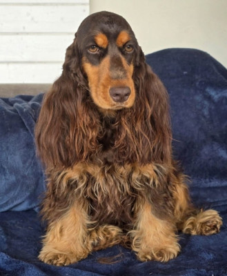 Étalon Cocker Spaniel Anglais - VADROUILLE Du Val De Ligéris