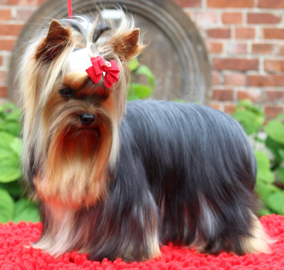 Étalon Yorkshire Terrier - OVER THE TOP sharbest