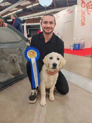 Étalon Golden Retriever - Athéna Du Grand Tilleul De La Forge