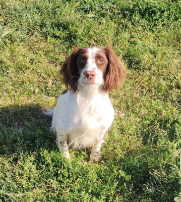 Étalon English Springer Spaniel - CH. Tequila de la forêt du Melu