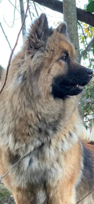 Étalon Eurasier - Toundra Des Hauts De Chamboursat