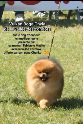 Étalon Spitz allemand - Vulkan Boga Onyia de la vallee des Condors