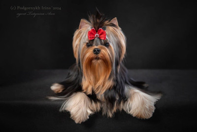 Étalon Yorkshire Terrier - YULIA S STAR KENZO