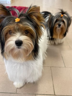 Étalon Biewer Terrier - ALASKA Domaine De Morgaët