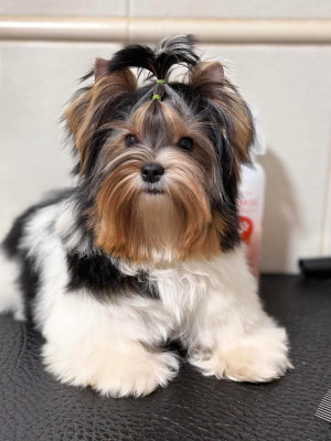 Étalon Biewer Terrier - FAVOURITE DNEPR FLAME OF MAJESTY