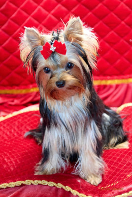 Étalon Yorkshire Terrier - ROYALJOY MILEDI