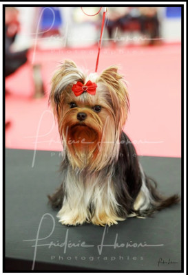 Étalon Yorkshire Terrier - ROYALJOY LALITA