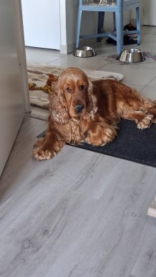 Étalon Cocker Spaniel Anglais - usa maverick du domaine de Std Gladyce