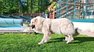 Étalon Chien de Montagne des Pyrenees - Valéria de l'ours perlé