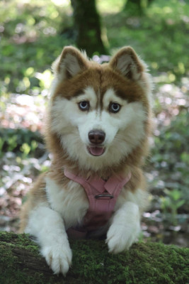 Étalon Spitz allemand - Selkie F4 Des Highlands Du Sud