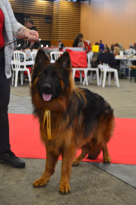 Étalon Berger Allemand Poil Long - Atchiko des cascades du Mornantais